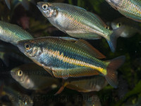 Снимка на Chilatherina alleni (Price, 1997)